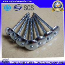 Galvanized Iron Nails Roofing Nails / Common Nails / Concrete Nails